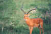Bambi.jpg (159274 bytes)