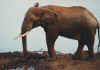 Elephant at the water hole.jpg (179704 bytes)