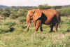 Elephant grazing.jpg (265134 bytes)