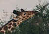 Giraffe.jpg (184822 bytes)
