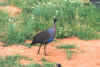 Guinea fowl.jpg (253667 bytes)