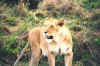 Lioness after a fight.jpg (253560 bytes)