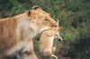 Lioness with her cub.jpg (161806 bytes)